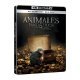 Animales fantásticos 1: Y donde encontrarlos - Steelbook UHD + Blu-ray